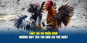 Luật Đá Gà Miền Nam - Những Quy Tắc Thi Đấu Cụ Thể Nhất