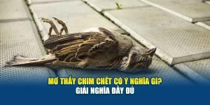 Mơ Thấy Chim Chết Có Ý Nghĩa Gì 78Win? Giải Nghĩa Đầy Đủ