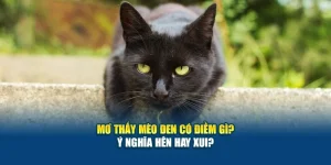 Mơ Thấy Mèo Đen Có Điềm Gì? Ý Nghĩa Hên Hay Xui?